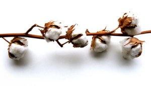 cotton3