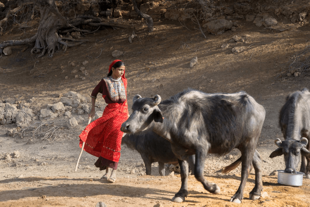 Jat Folk Embroidery: Color, Craft, and Community 